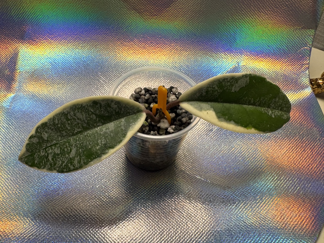 Hoya Lyi NoID ($15) from @MaeLee