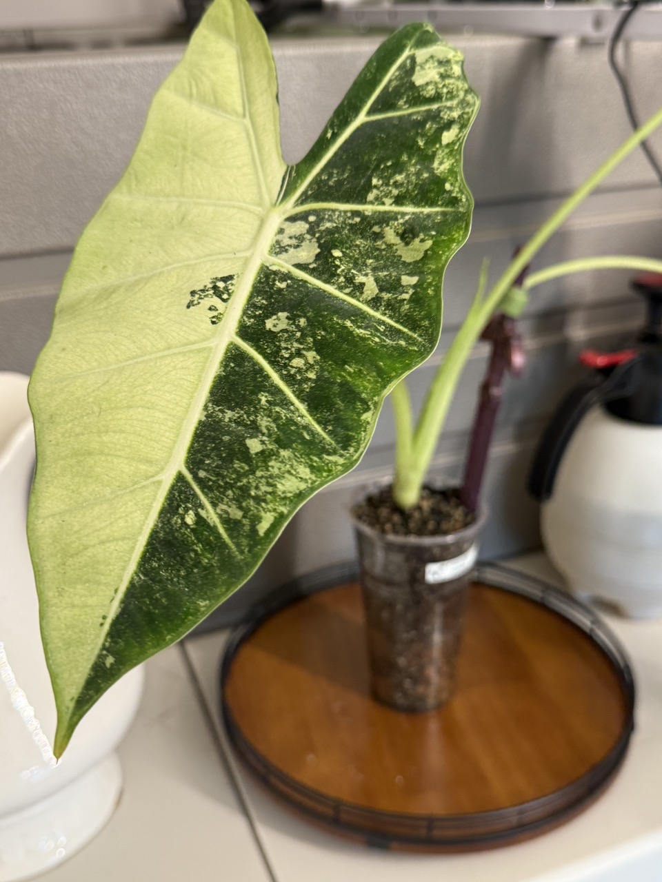 Monstera Mint NoId/ Jungle Mint rooted Barry Schwartz lineage