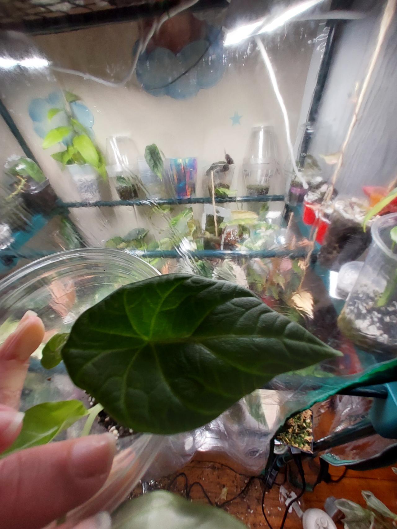 Maharani Lemon lime corm grown ($80) from @Alocasiaplantylover