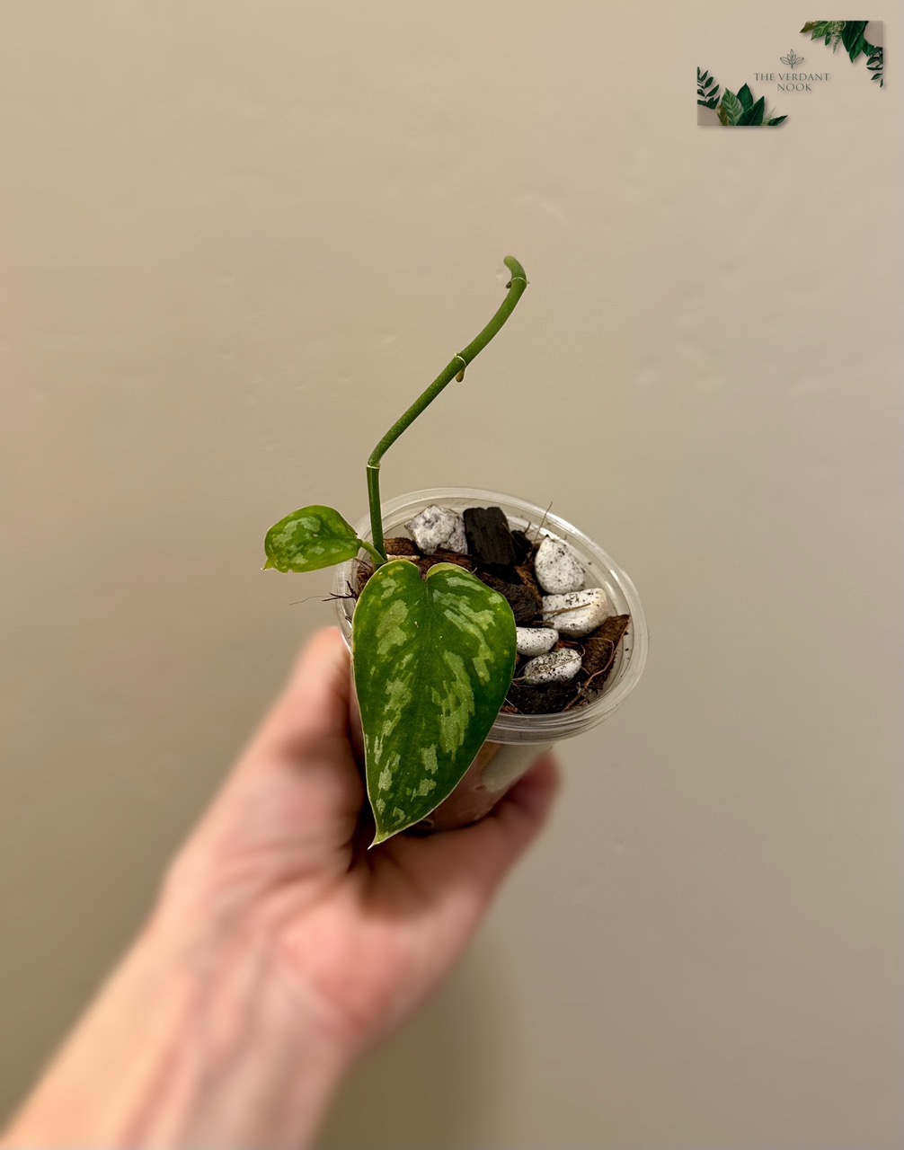 Scindapsus 'Matcha' | Rare Variegated Scindapsus Pictus| 3