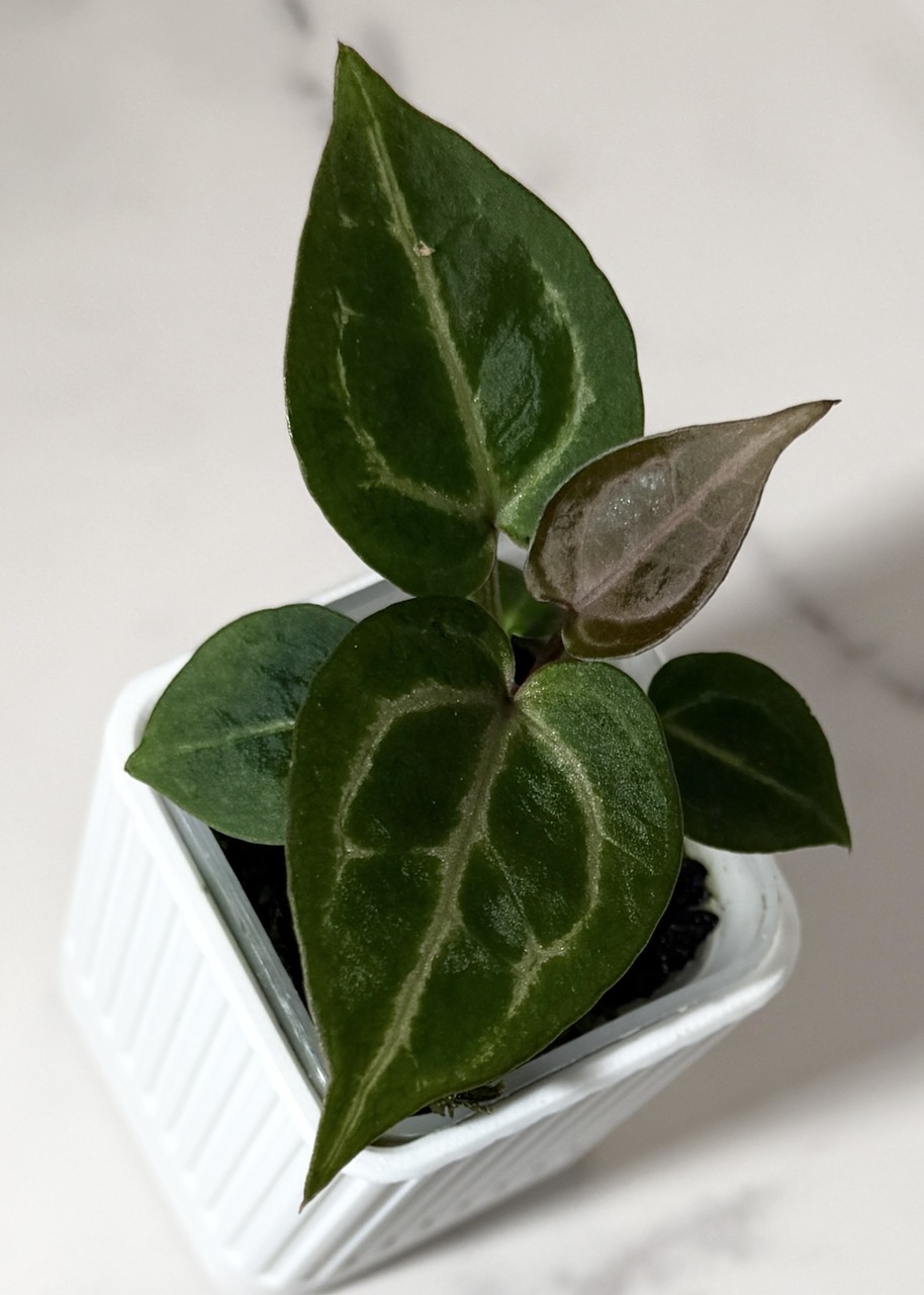 Tezula “Dreamweaver-Necromancer” x H.U. “Red Tiger” WYSIWYG