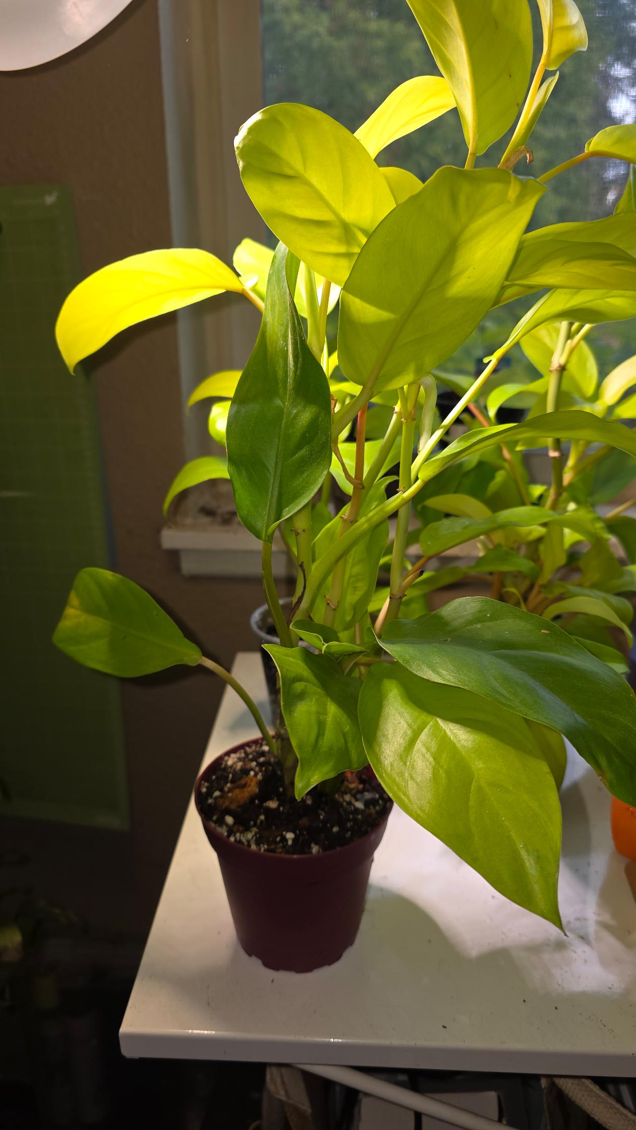 Golden Goddess Philodendron ($25) from @Delicate_Rootz