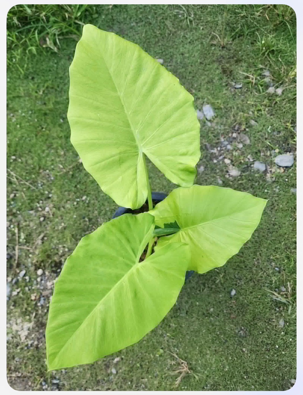 RARE New Cultivar! Alocasia Macrorrhiza Lemon Variegated Plant