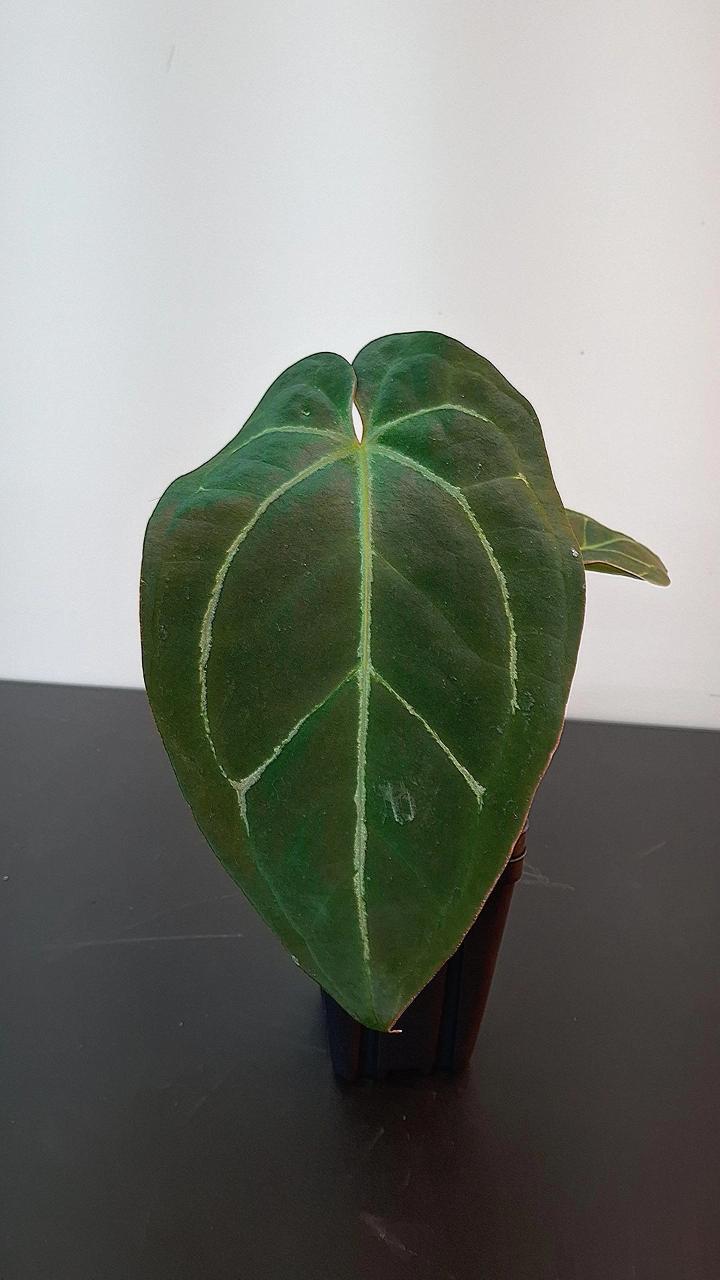 A80 Thing 1 x Mellow Yellow Anthurium ($65) from @TheDrunkenGnome