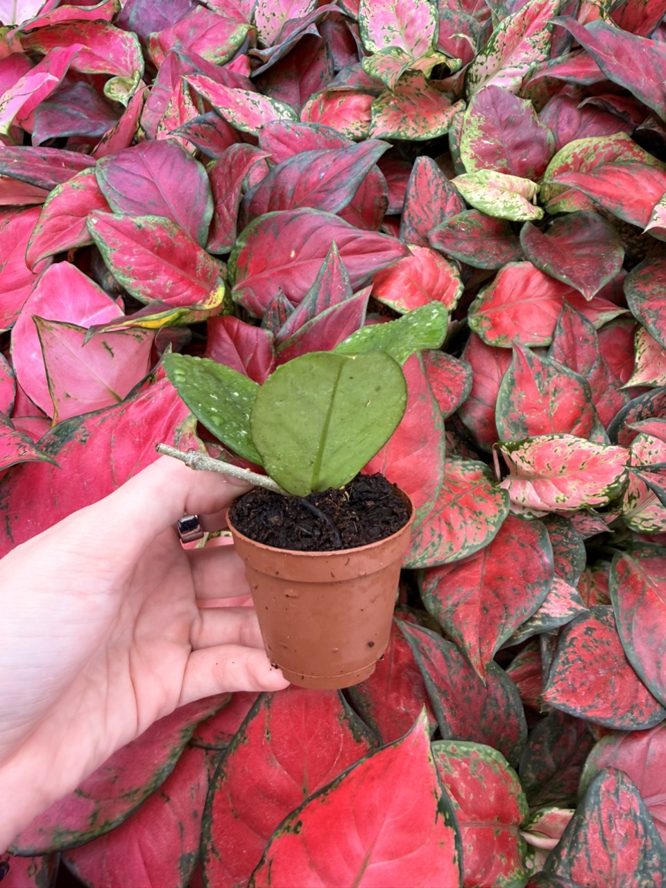 希少 アロカシア De beer blue albo Alocasia “Da Beers Blue Albo Marginata Pink”, aka the cutest and