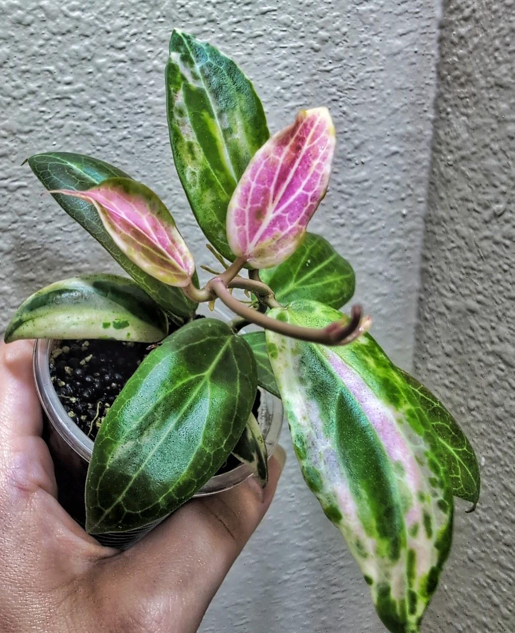 Hoya 0107 Hoya carnosa Madara Green Edge カルノーサ マダラ