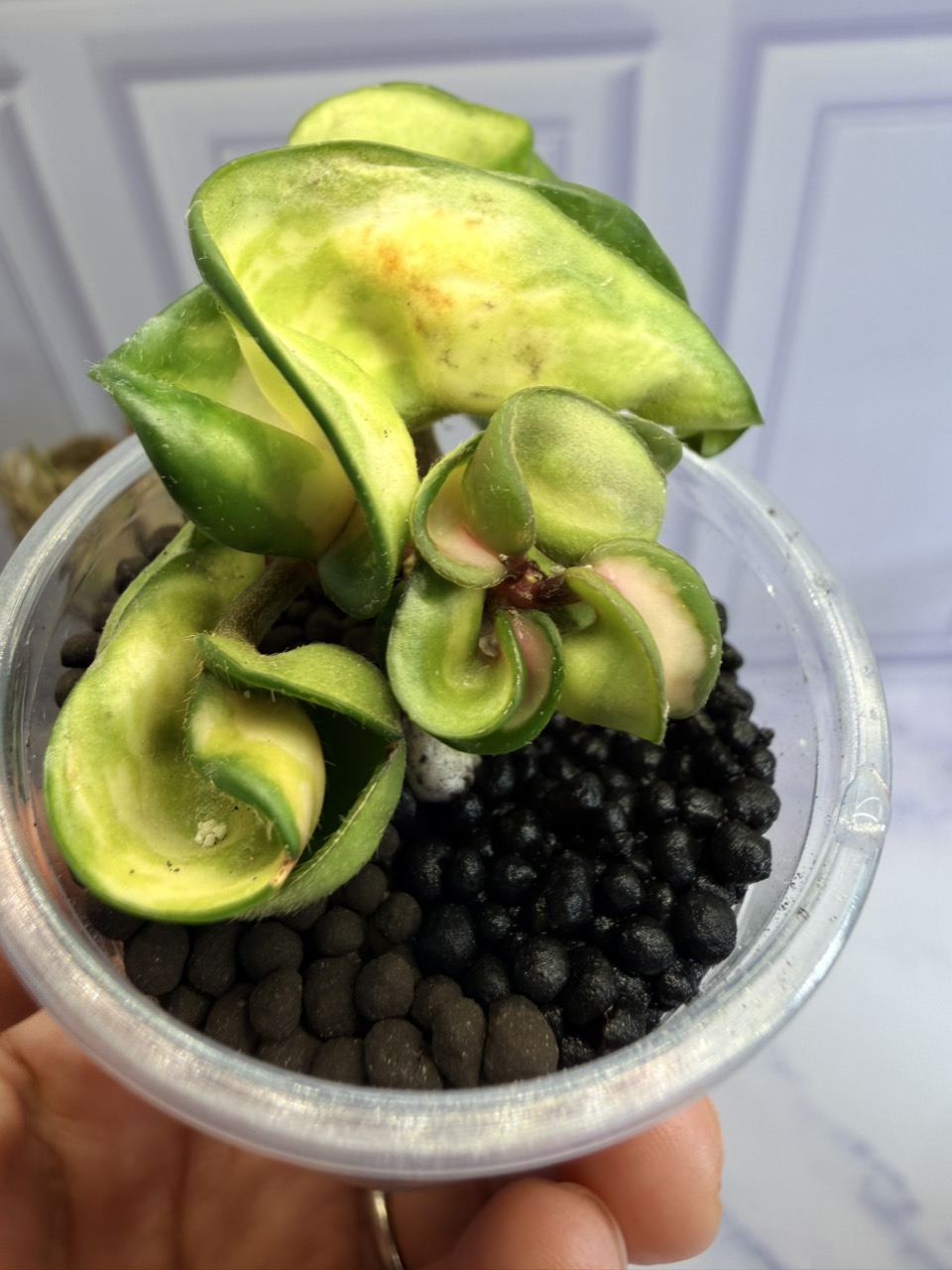 Hoya Pubicalyx Albo / peridot variegation ($249) from @HoyaHills
