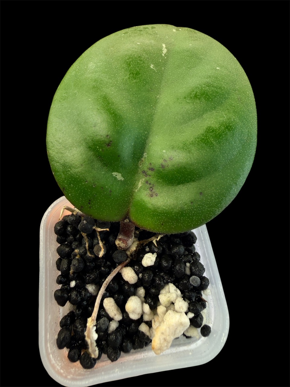 Hoya Green Apple Clone 68 ($229) from @HoyaHills