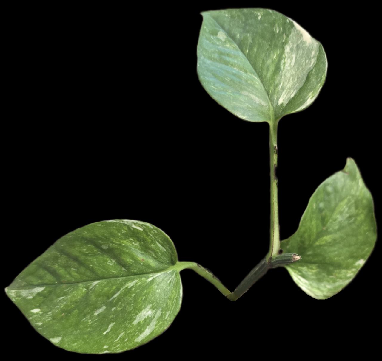 Epipremnum (Pothos) Colorado Constellation fresh cutting ($15) from  @LeafandSpathe