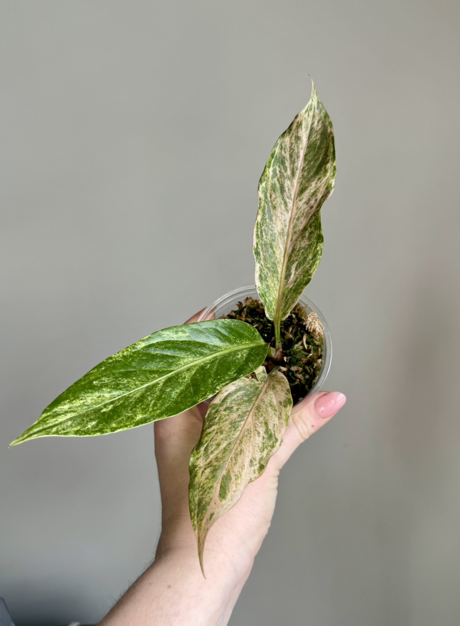 Anthurium Hookeri Pink ($45) from @HazyFoxGardens