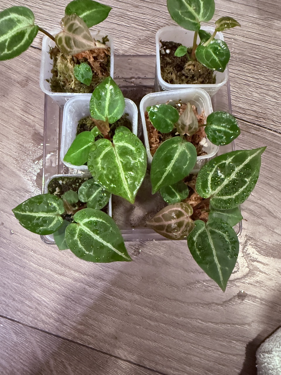 Tezula Dreamweaver-Necromancer x HU Red Tiger Anthurium Seedling