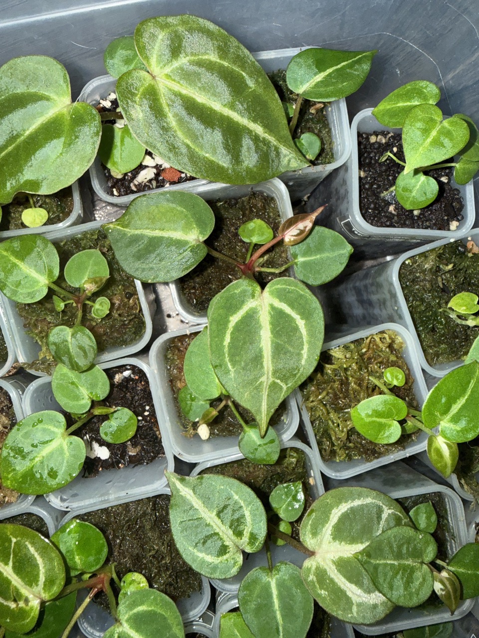 Tezula Dreamweaver-Necromancer x HU Red Tiger Anthurium Seedling