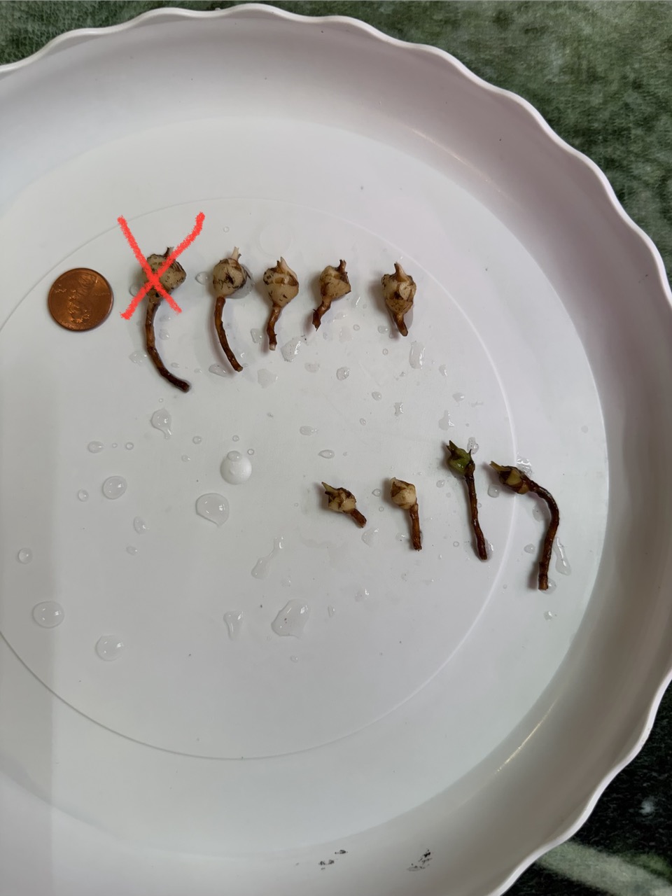 De Beer Blue Alocasia ($700) from @MonsterasAndPlants