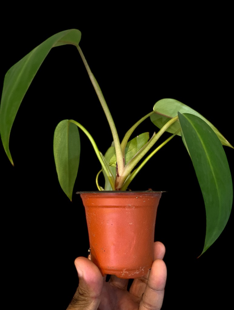 swiss cheese plant Monstera Deliciosa (Swiss Cheese Plant) – Hey Rooted