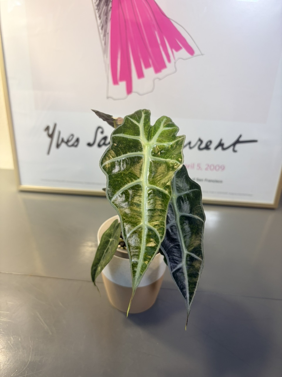 Variegated Alocasia Amazonica Polly Pink Mint ($75) from @Melzaabi