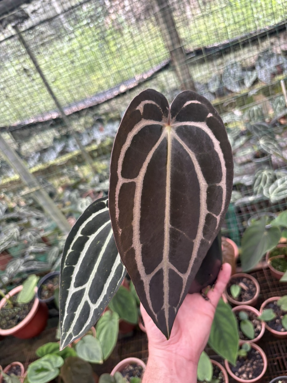 Anthurium SKG Silver X Red Crystallinum ($105) from