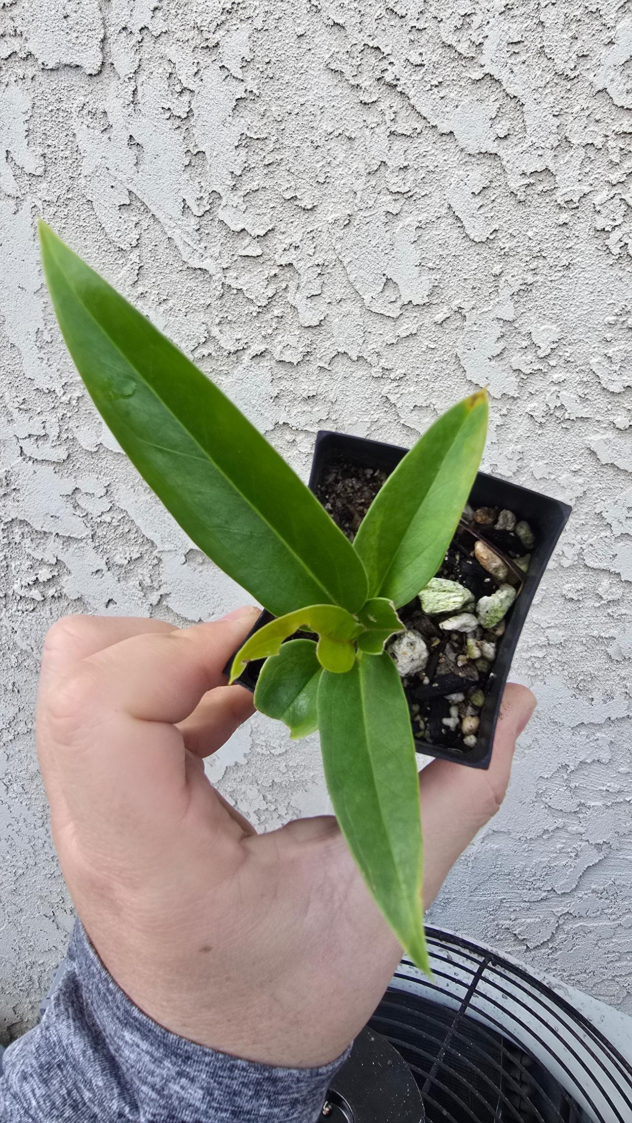 aquatic philodendron Philodendron White Princess