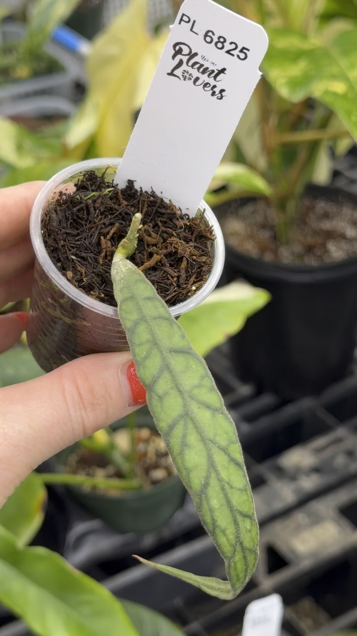 PL6825: Callistophylla Narrow ($199.99) from @WeArePlantLovers