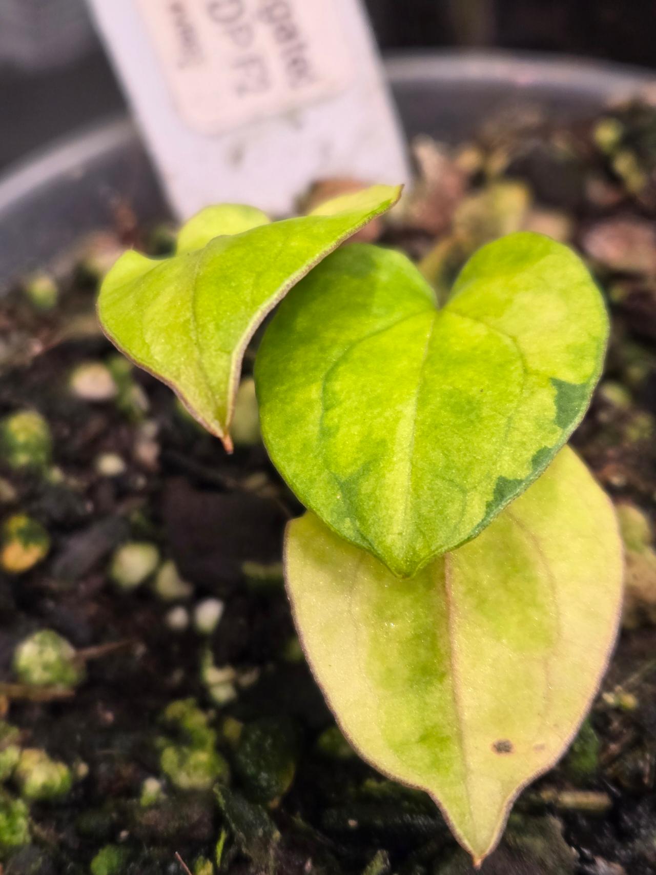 Variegated RVDP F2 Anthurium ($225) from @LooneyLeaves