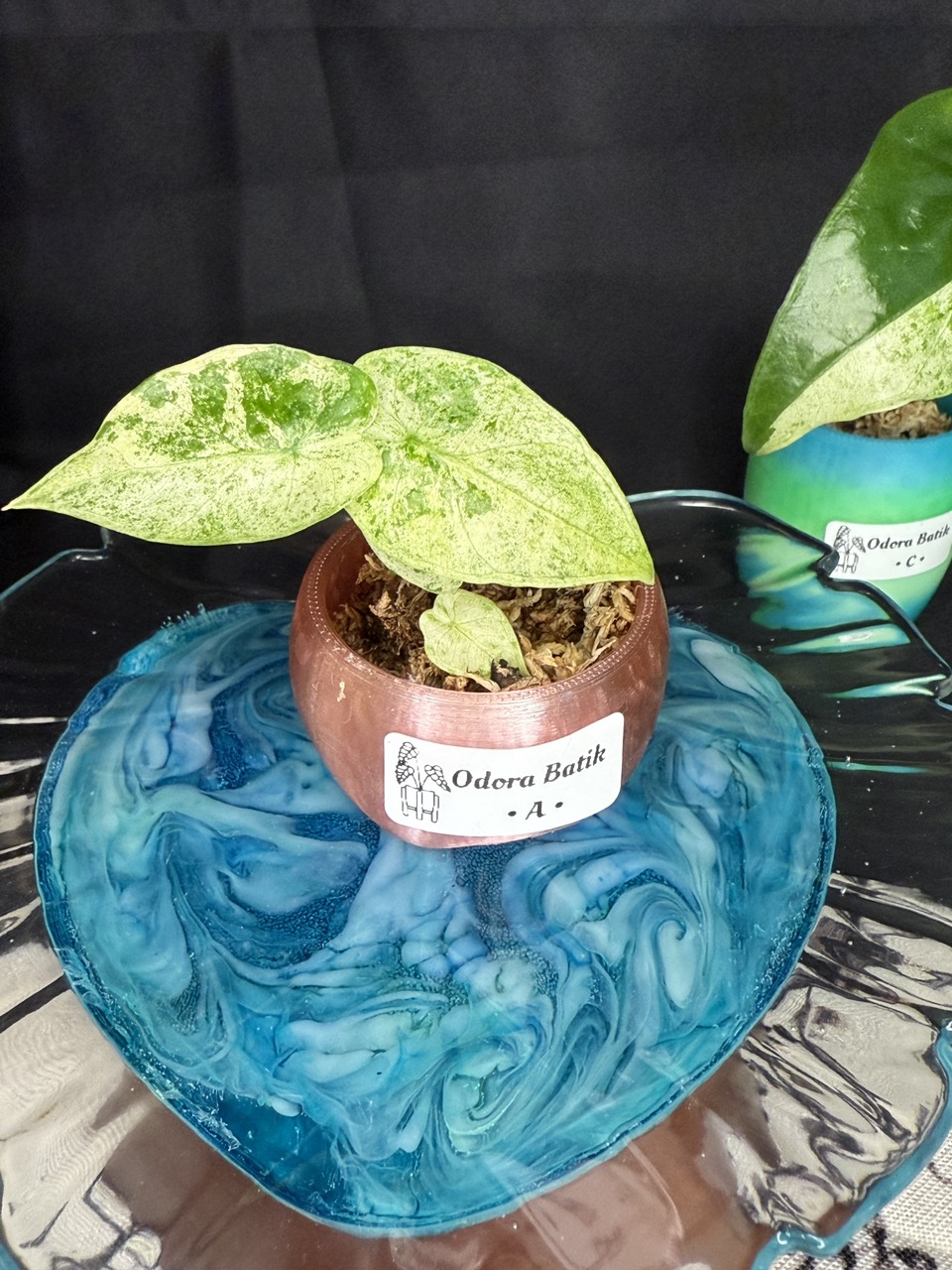 Monstera Mint NoId/ Jungle Mint rooted Barry Schwartz lineage