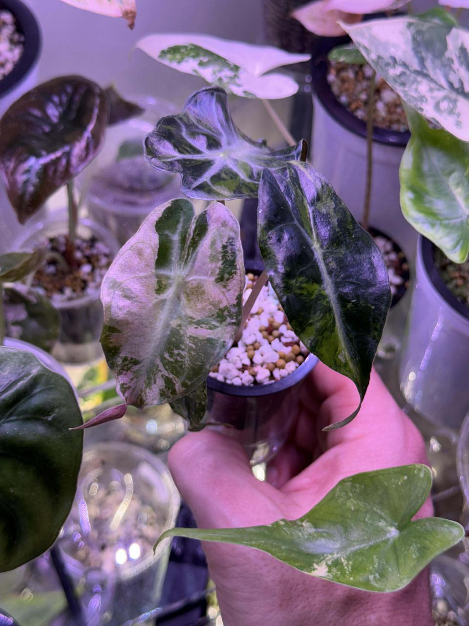 その他観葉植物 Alocasia Pink Venom UpciLdi.jpg