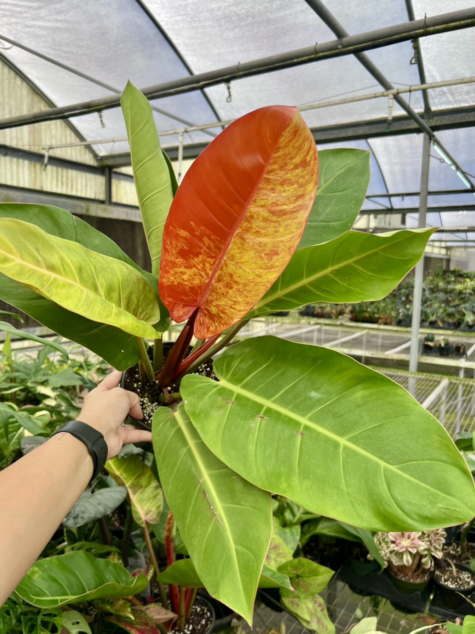 photinia red robin stmmchen Glanzmispel 'Little Red Robin' Hochstamm kaufen