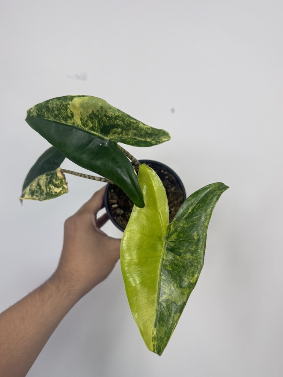Alocasia Zabrina Dwarf V 4 inch ($255) from @Aroid_Exclusive