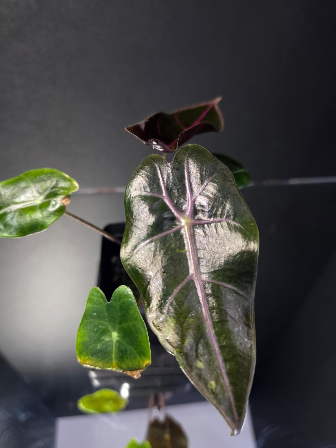 m*o様 ラストAlocasia Black Satun Pink Bone　抜 Alocasia Black Satun Pink Bone ($75) from @ThePottedPenguin