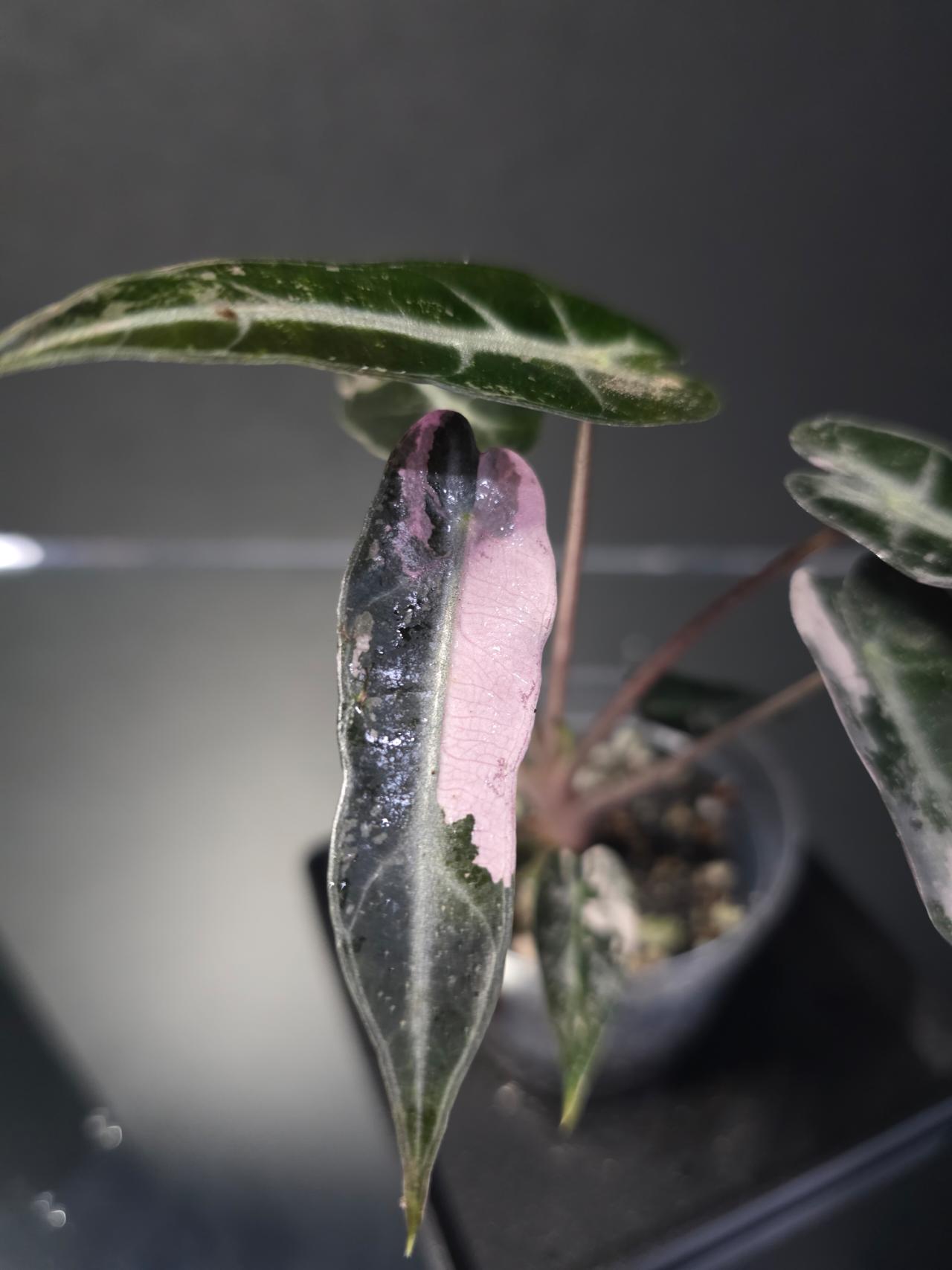 Alocasia Black Satun Pink Bone ($75) from @ThePottedPenguin