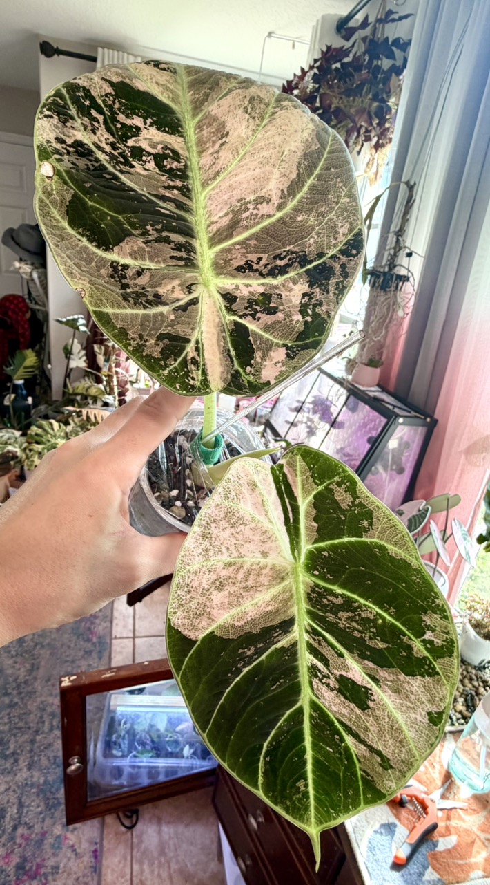 PINK Ninja (not mint) Alocasia ($625) from @MistyingMyPlanties