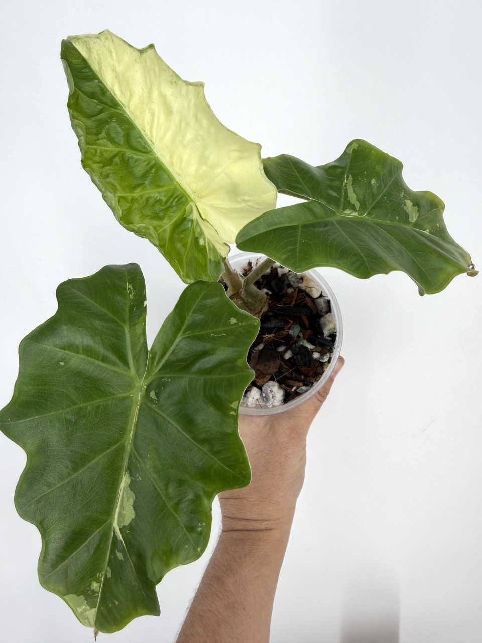 Alocasia Lowrider Albo Variegated ($125) from @MildToWildStudio