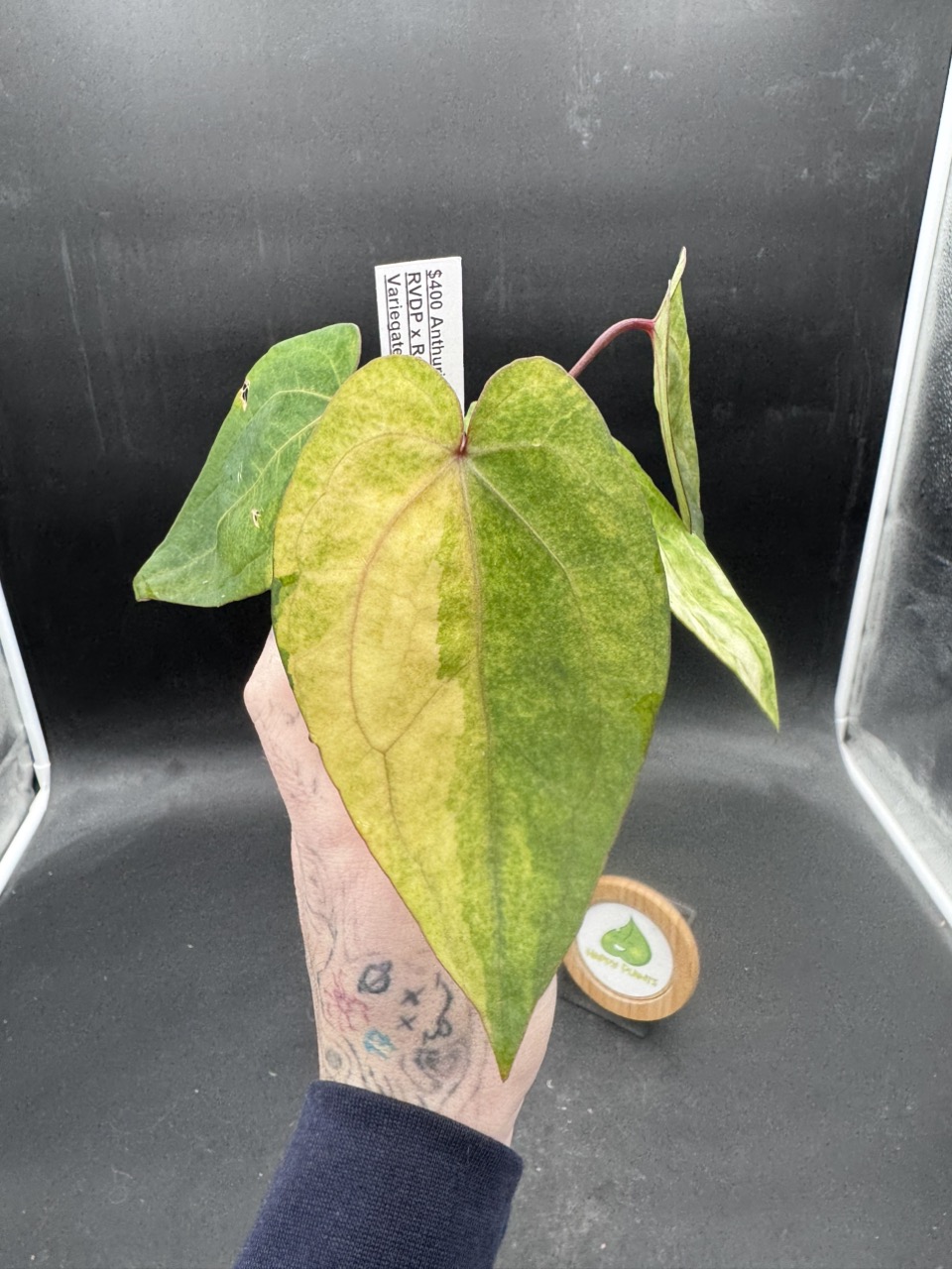 Variegated Anthurium RVDP ($300) from @Happyplantsokc1