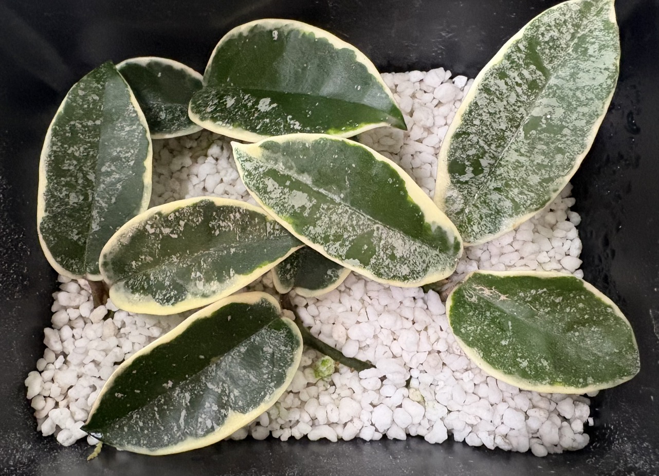 GWセール　珍種　レア　原種ホヤ　Hoya Lyi Noid① Hoya Lyi NoID ($15) from @MaeLee