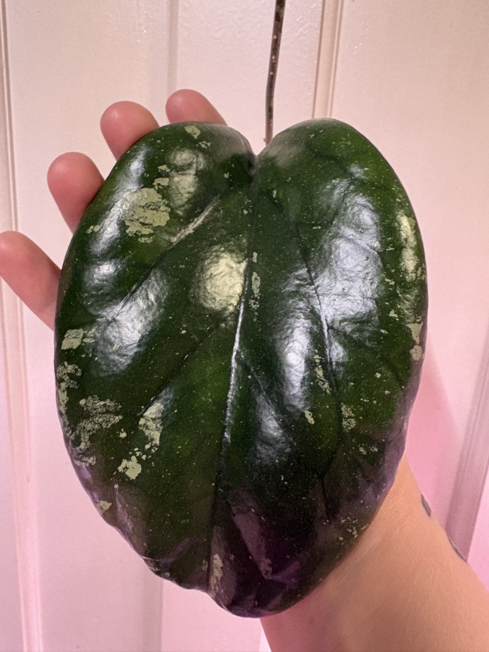 Hoya Lyi NoID ($15) from @MaeLee