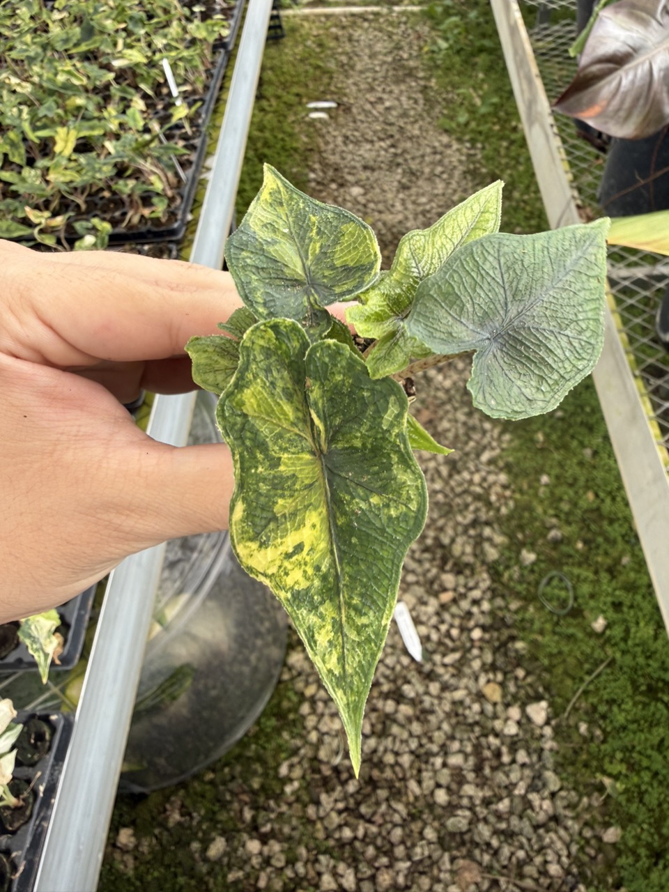 Phyllanthus Urinaria (Pink Variegated) ($55) from @Aroid_Exclusive