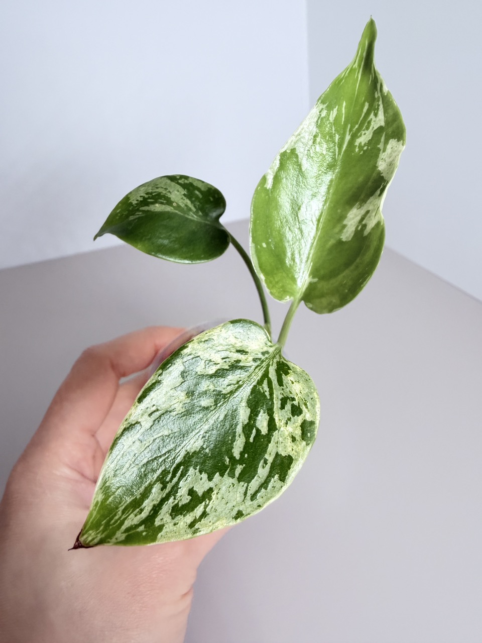 Hoya Madara Snow Angel 0592 ($215) from @CocoPalmtrees