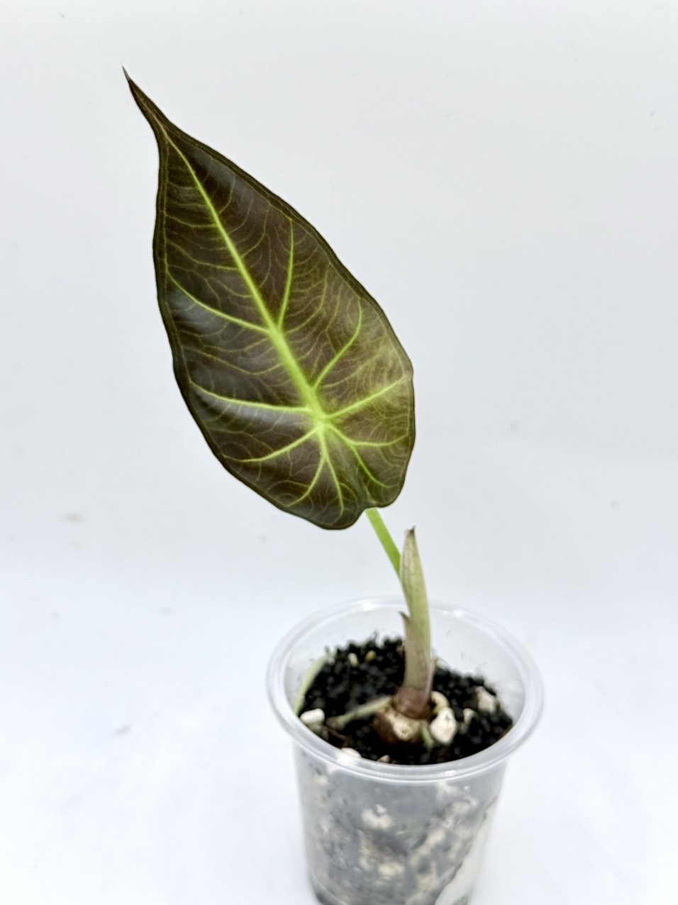 Alocasia Regal shield from corm, mint mother ($30) from @CCsJungle
