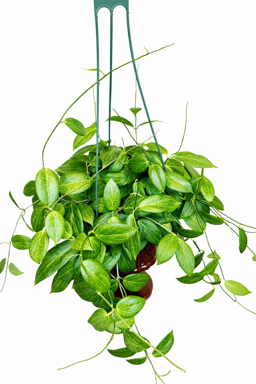 アロカシア　マハラニ　アルボ（白斑入り） （整理番号015） 3” YO615Alocasia Maharani Albo Variegated アロカシア マハラニ