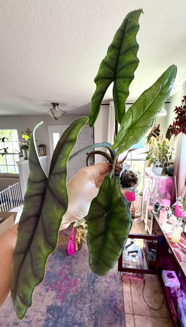 Albo Metallic Blue Alocasia ($525) from @MistyingMyPlanties