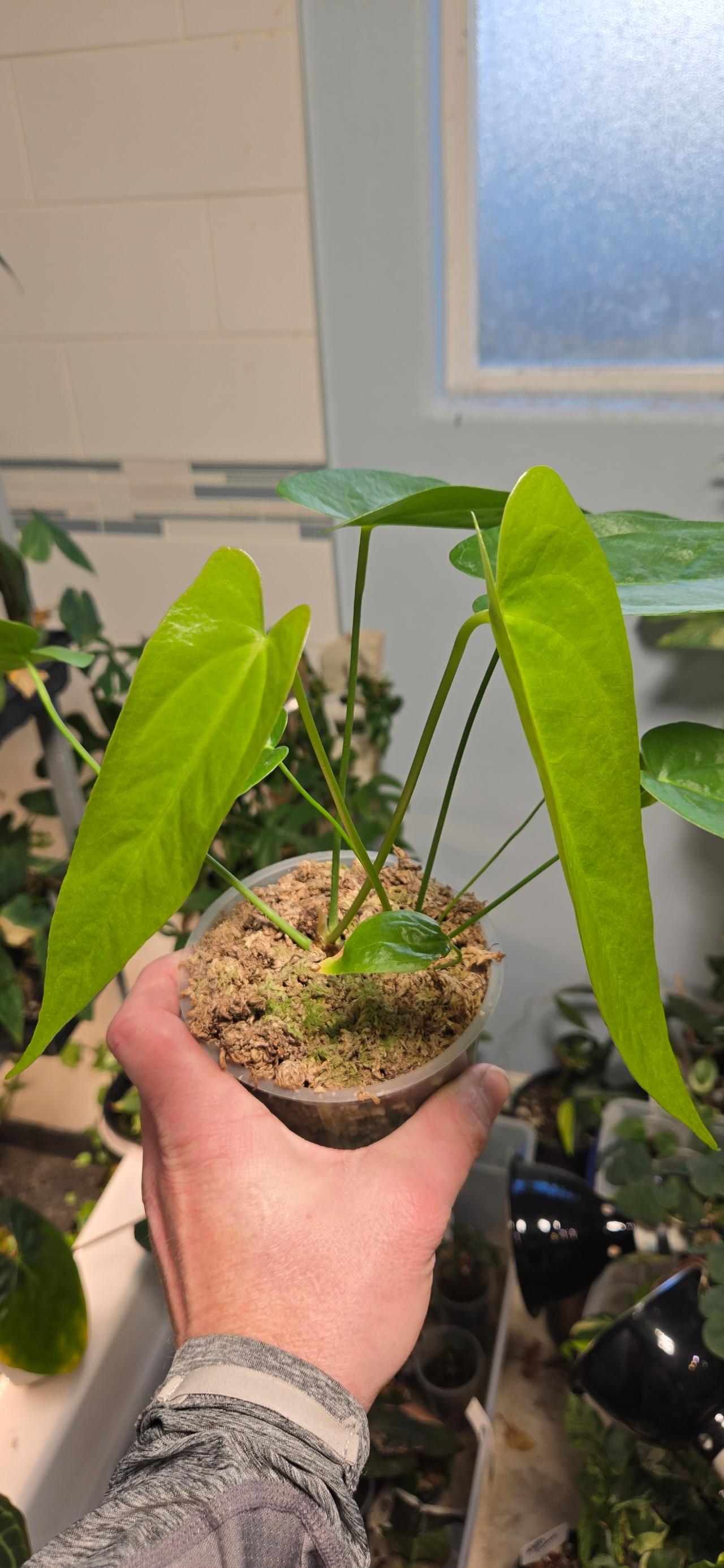 Anthurium umbrosum (2 growth points) ($174) from @Arizona_Aroids