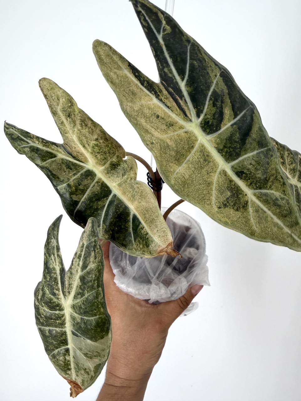 Alocasia Longiloba Pink Stardust Variegated Plant # 209 ($185