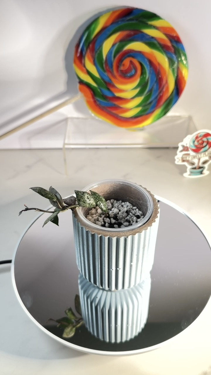 Hoya Lacunosa Black Aurora ($20) from @HeySweetPlants