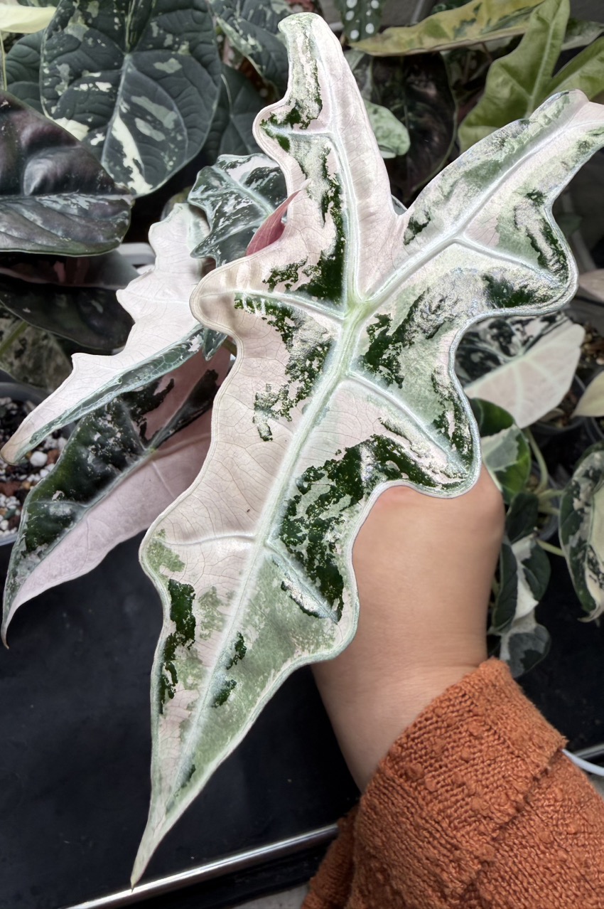 Alocasia Pink Nobilis K pup ($315) from @LeafyLeafHawaii