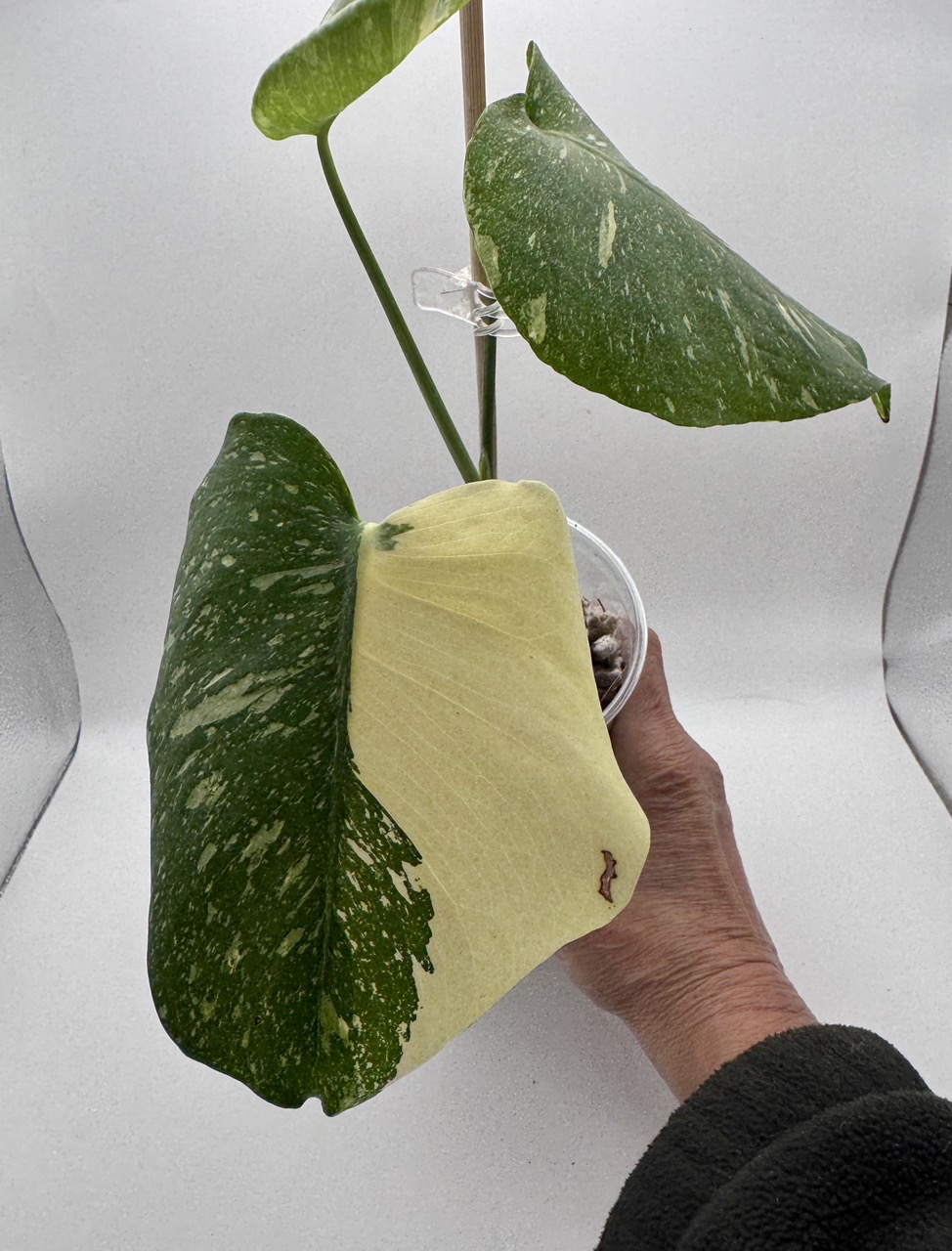 Philodendron Minarum Lime Fiddle 0504 ($20) from @MCfromMO