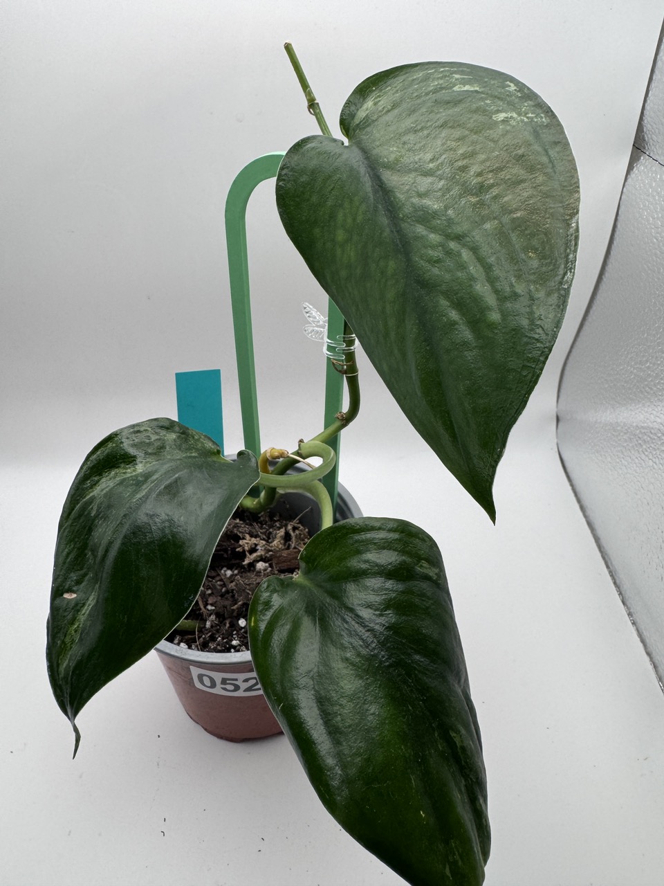 Philodendron Minarum Lime Fiddle 0504 ($20) from @MCfromMO