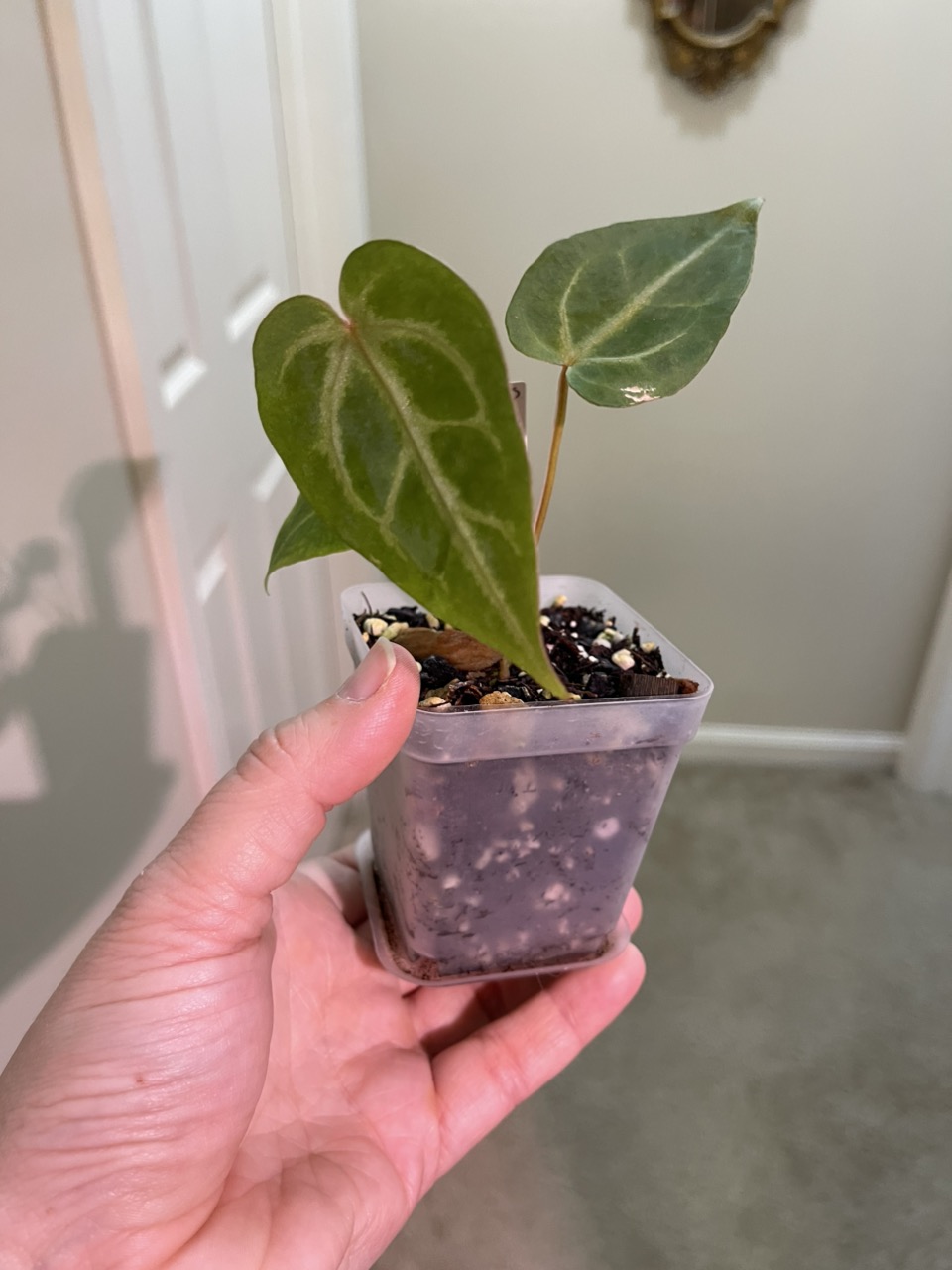 78 Papi X Crystallinum Anthurium ($25) from @SeekPlants