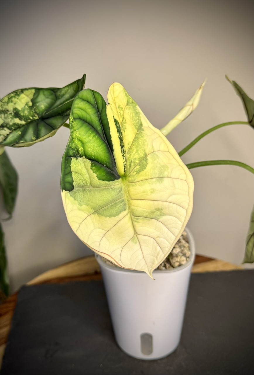 Alocasia Shattered Glass ($65) from @HazyFoxGardens