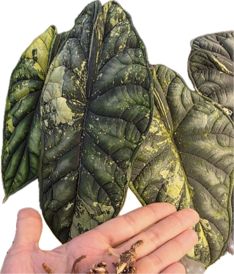 Alocasia Shattered Glass ($65) from @HazyFoxGardens