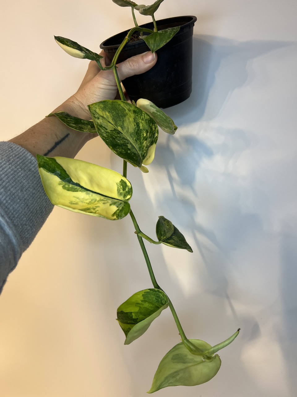 spotlight indoor plants iCreating LED Spotlight Indoor main image 0