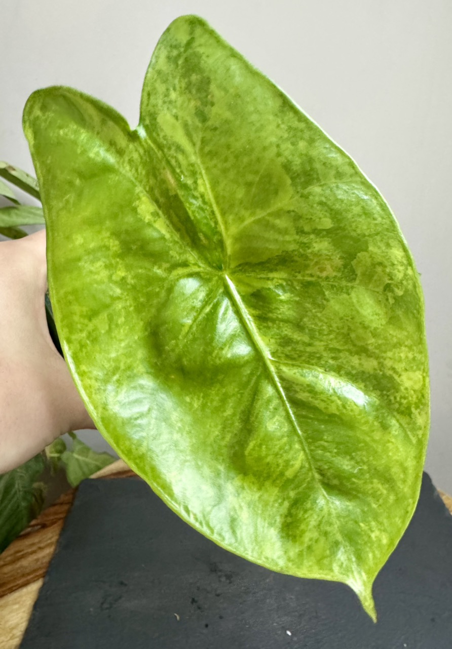 Alocasia Shattered Glass ($65) from @HazyFoxGardens